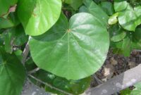 Seluar dari Daun Waru Liar dan Salutan Stim Gula
