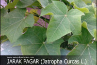 Gosok dari Tepung Daun Jatropha yang Dipecahkan Dalam Cangkang