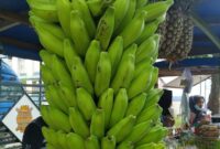 Pati Pisang Batu Liar Direndam Arang: Rahsia Kekal Muda & Cantik