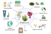 Pakaian Luar dari Balutan Rumpai Laut dan Kekal Gentian Meteorit